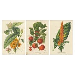 Van Houtte's Botanical Elegance: A Trio of Exotic Flora, Published in circa 1875