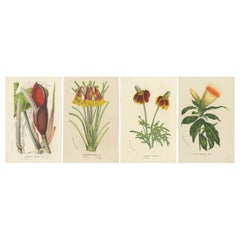 Illustriert: Eine Sammlung botanischer Kunst des 19. Jahrhunderts, veröffentlicht um 1875