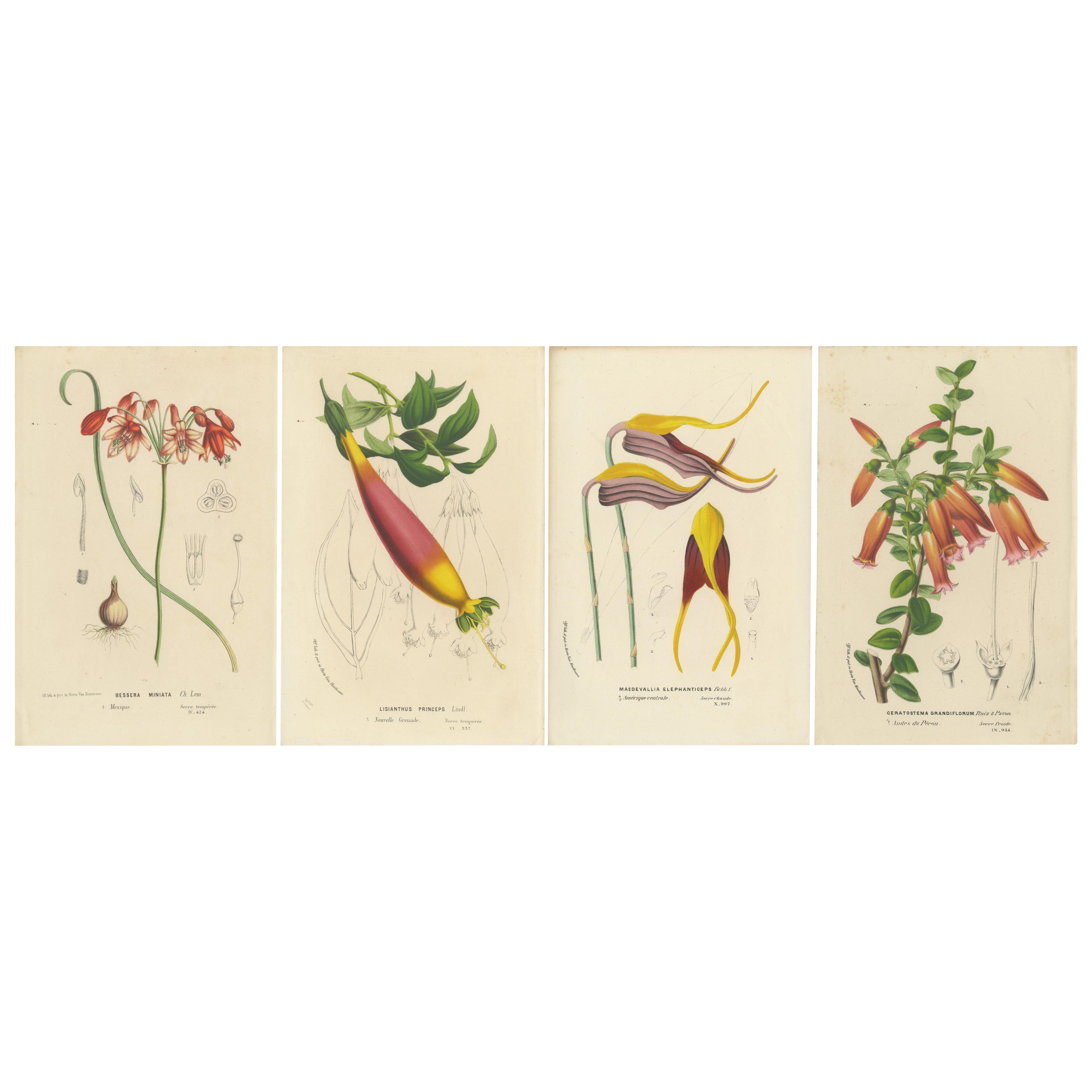 Floral Collection: Coral Drops, Prairie Gentian, Monkey Orchid, Bellflower, 1875 For Sale