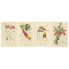 Floral Collection: Korallentropfen, Prairie Gentian, Affen-Orchidee, Glockenblume, 1875