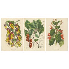 Leuchtende Blüten: Mysore Trumpetvine, chinesische Teebeere und kolumbianische Isoloma