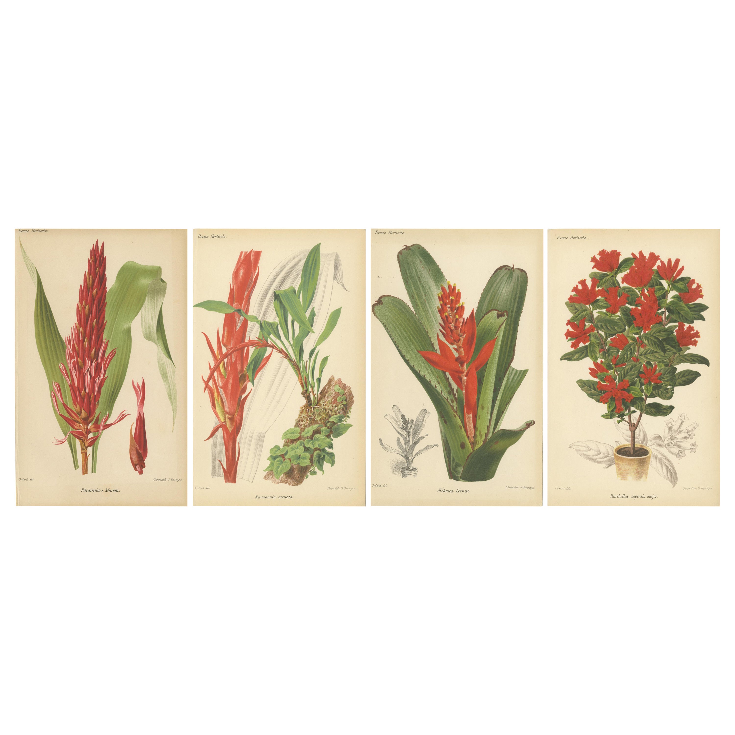 Exotic Botanicals: Pitcairnia, Neumannia, Echnea, and Burchellia, circa 1880
