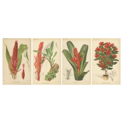 Botánicos exóticos: Pitcairnia, Neumannia, Echnea y Burchellia, hacia 1880