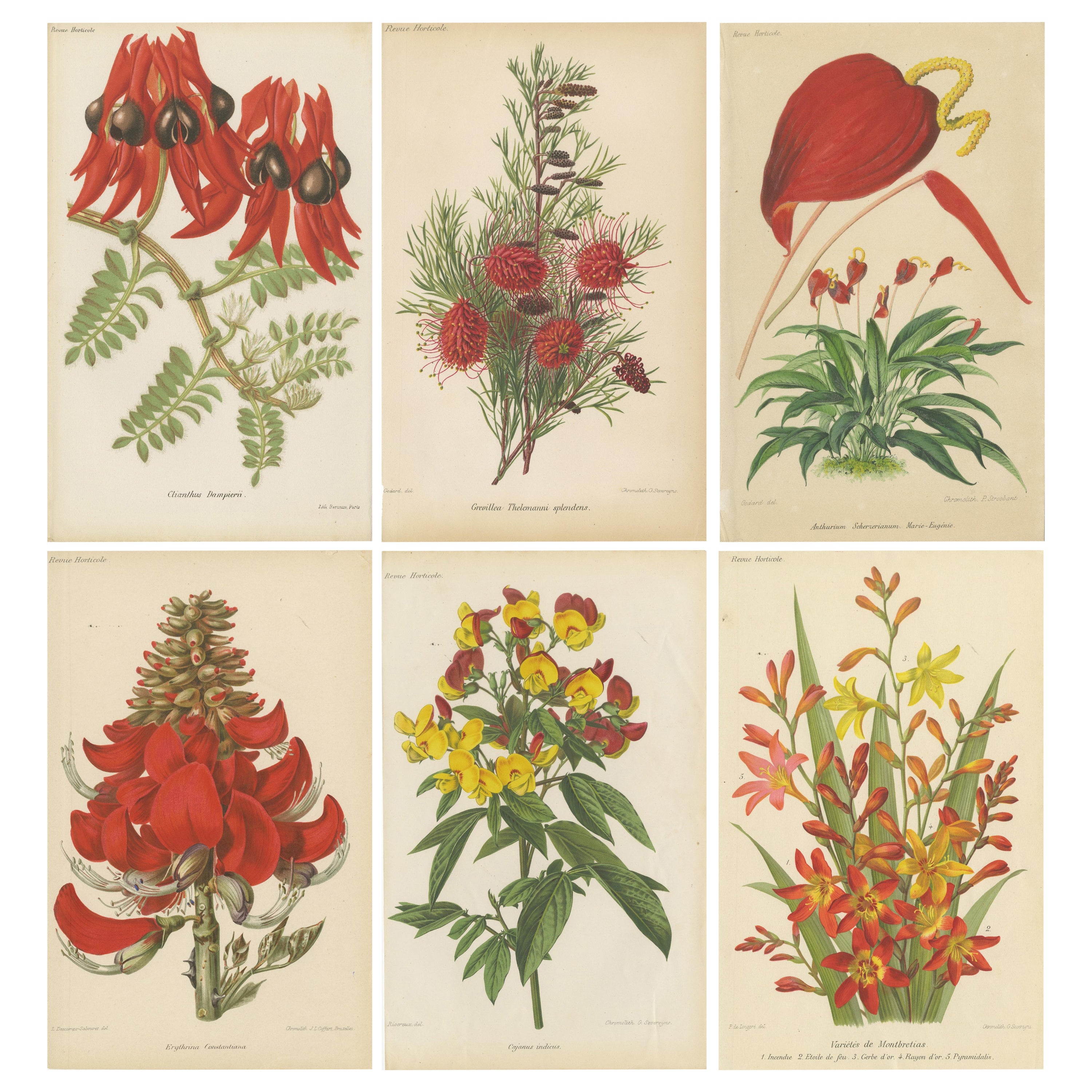 Exquisite Botanicals: Clianthus, Grevillea, Anthurium, und mehr, um 1885