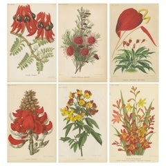 Antique Exquisite Botanicals: Clianthus, Grevillea, Anthurium, and More, circa 1885