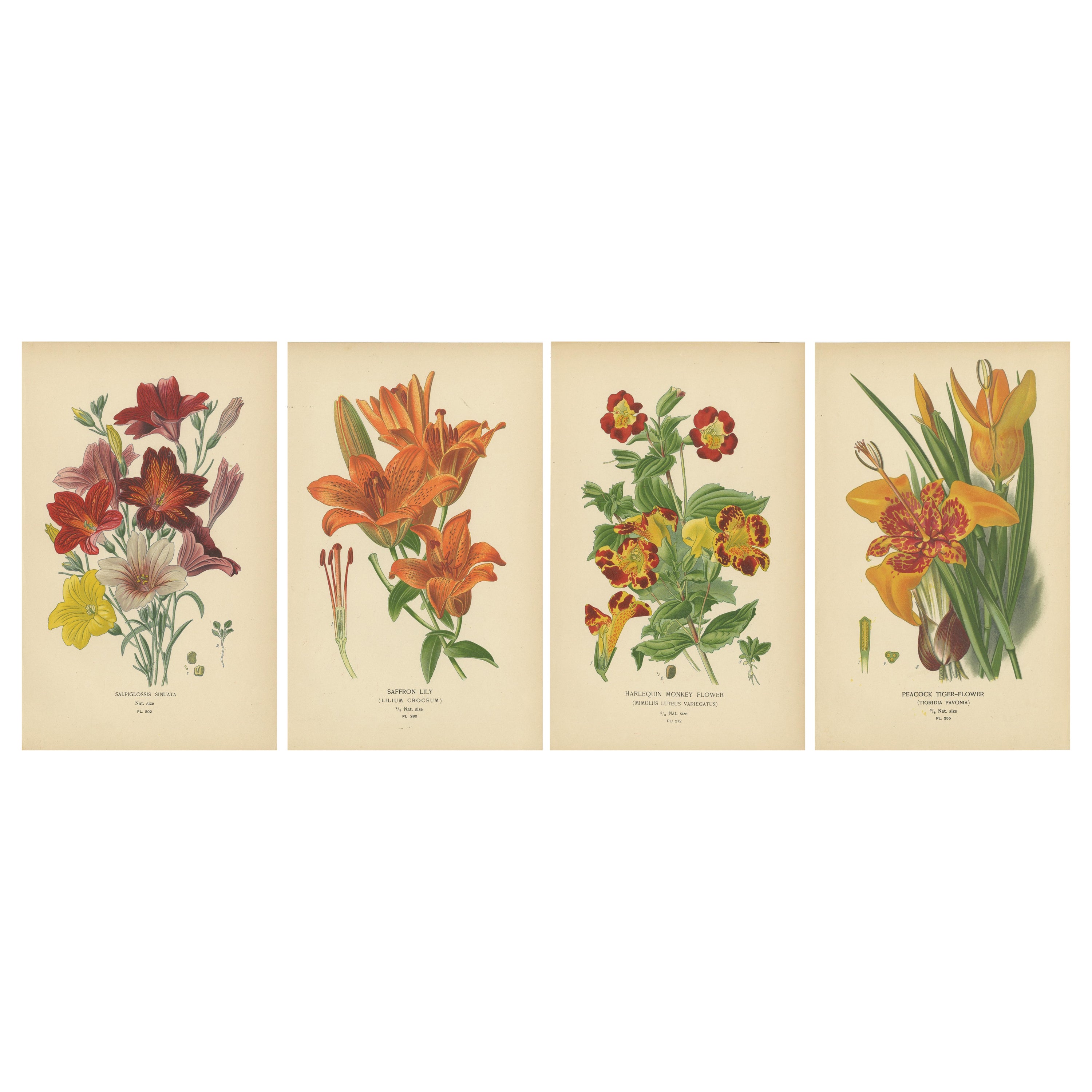 Victorian Garden Gems: Exotic Flowers from 1896-97 Illustrated Series
