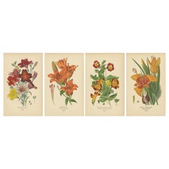 Joyas del Jardín Victoriano: Flores exóticas de 1896-97 Serie ilustrada