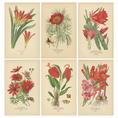 Botanicale Illustrationen aus der viktorianischen Ära: Eine visuelle Feier der Flora