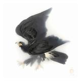 Kunstdruck mit dem Titel „Unbekannte Pose eines schwarzen Adlers“ von Sinke & van Tongeren