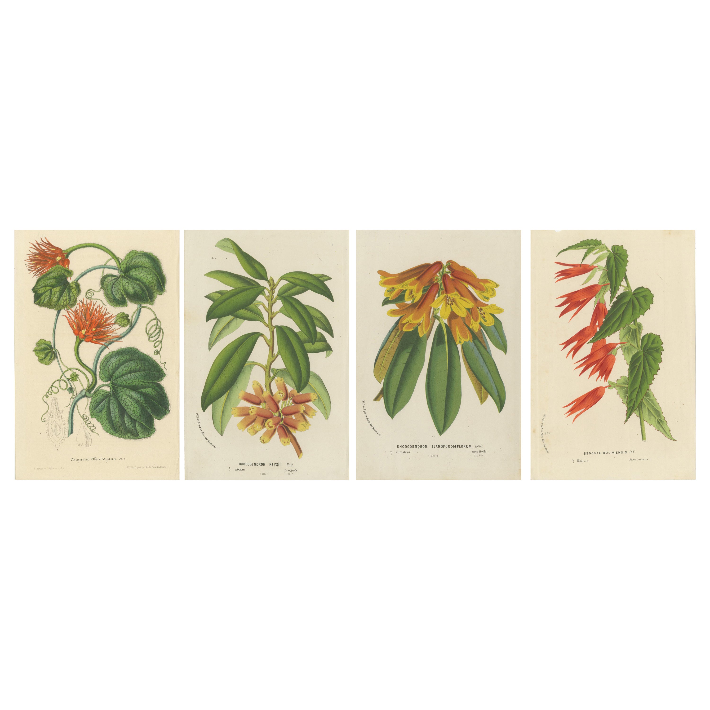 Luxuriant et vibrant : The Collective of Exotic Botanical Illustrations, circa 1875