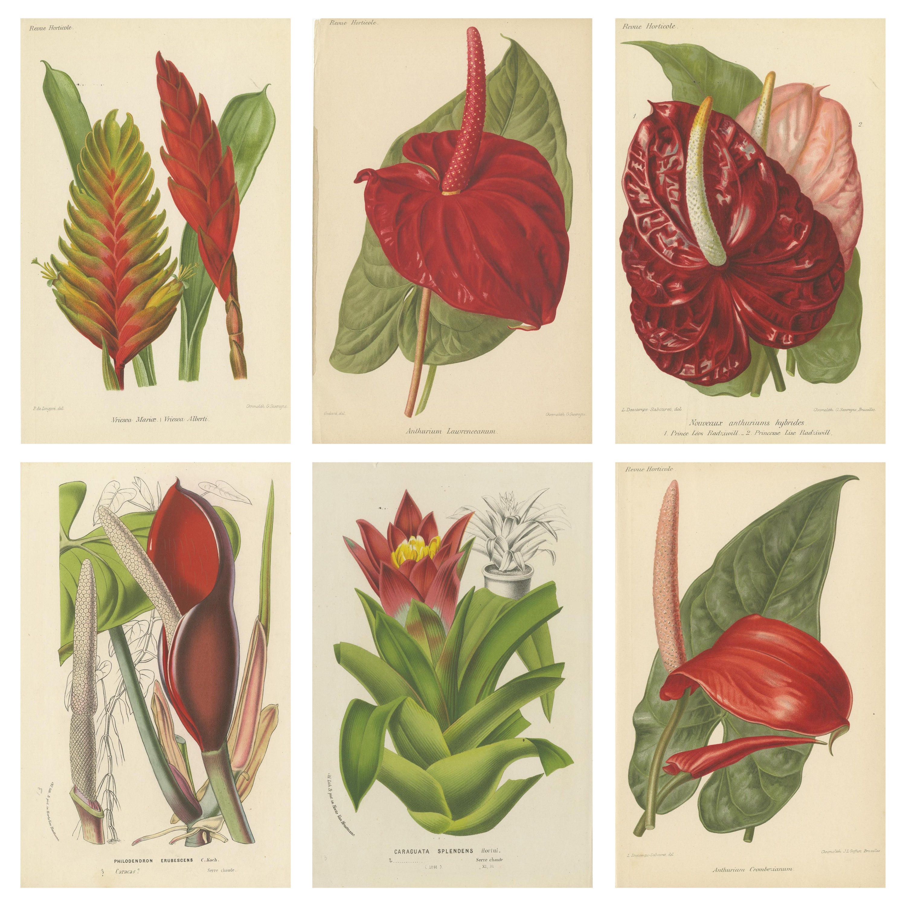 Exquisite Flora: Eine chrmolithografische Sammlung der Revue Horticole, 1855