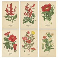 Victorian Botanical Beauties: Chromolithographs from 1896