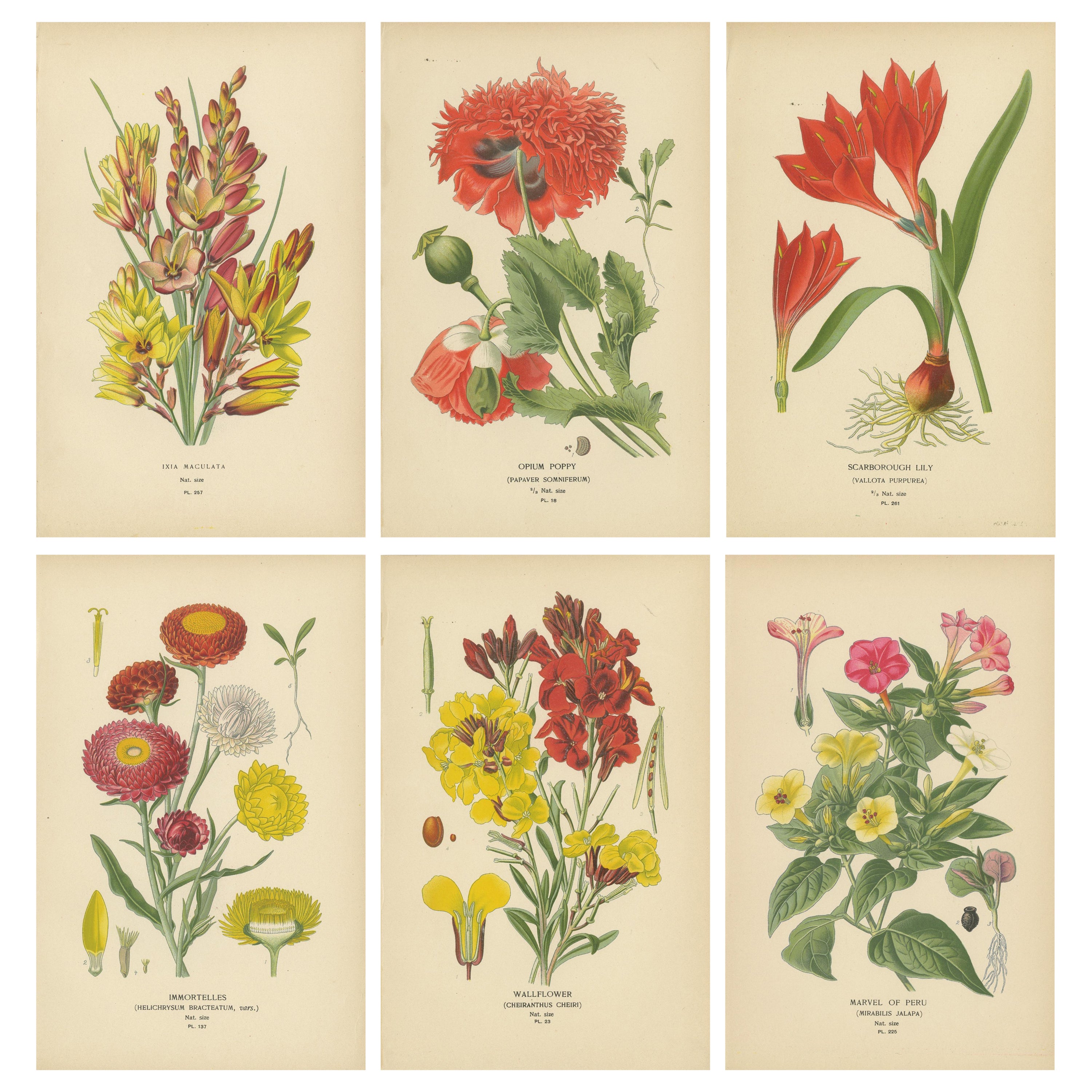 Tesori floreali: Cromolitografie del XIX secolo dalla Collezione Botanica