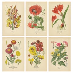 Antique Floral Treasures: 19th-Century Chromolithographs from the Botanical Collection