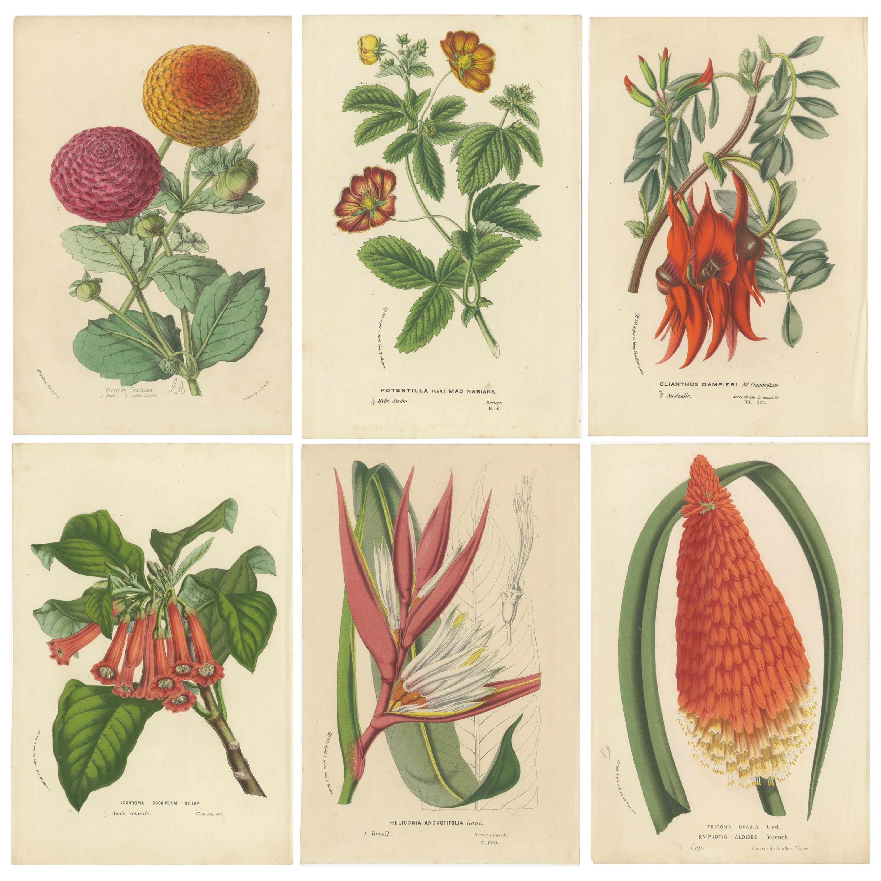 Exotique Blooms: A Collection of 19th-Century Chromolithographs, Published in 1875