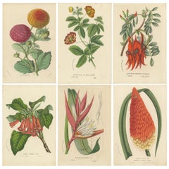 Exotische Blooms: A Collection of 19th-Century Chromolithographs, veröffentlicht 1875
