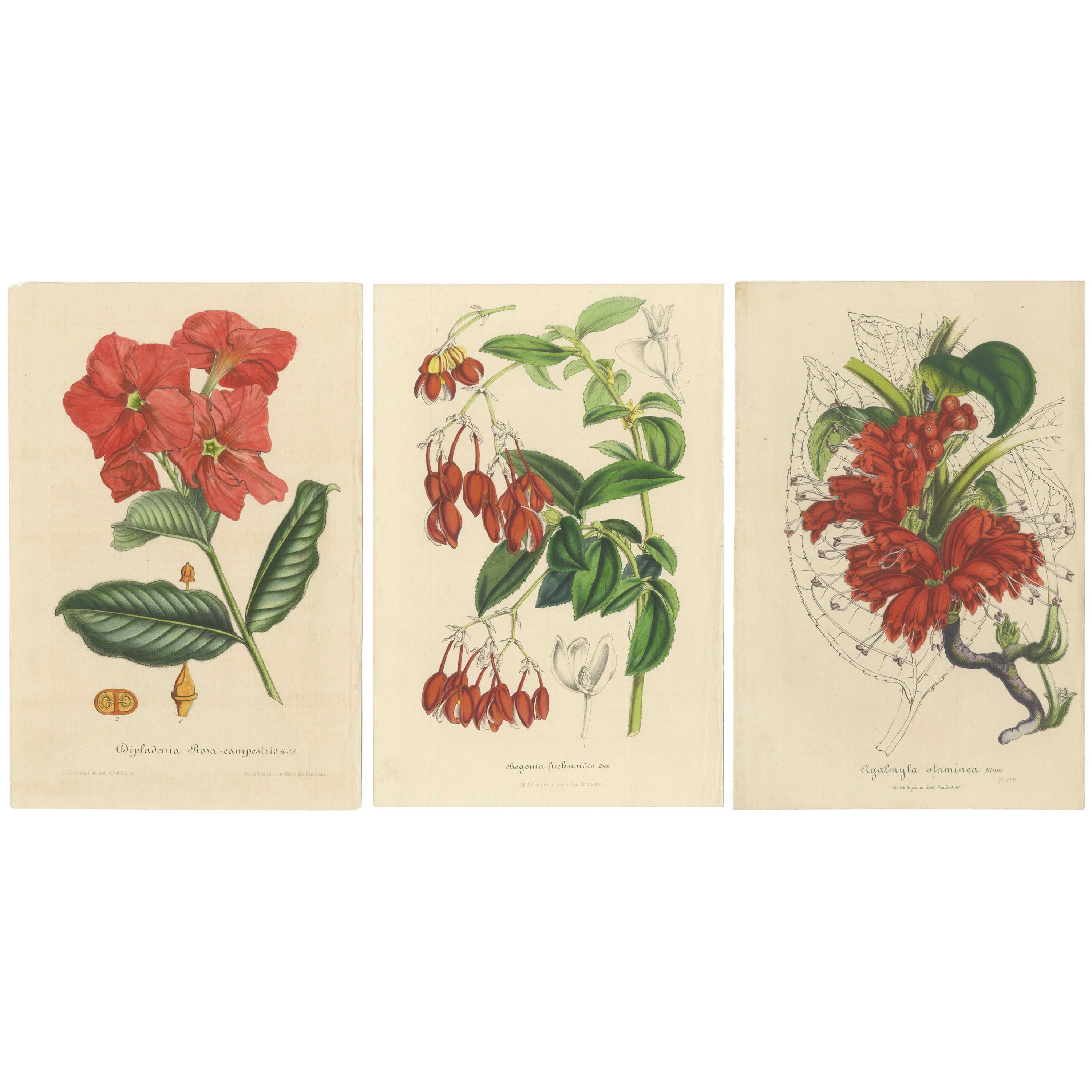 Exquisitas ilustraciones botánicas de la Revista Botánica de Curtis (1847)