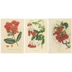 Antique Exquisite Botanical Illustrations from Curtis’s Botanical Magazine (1847)