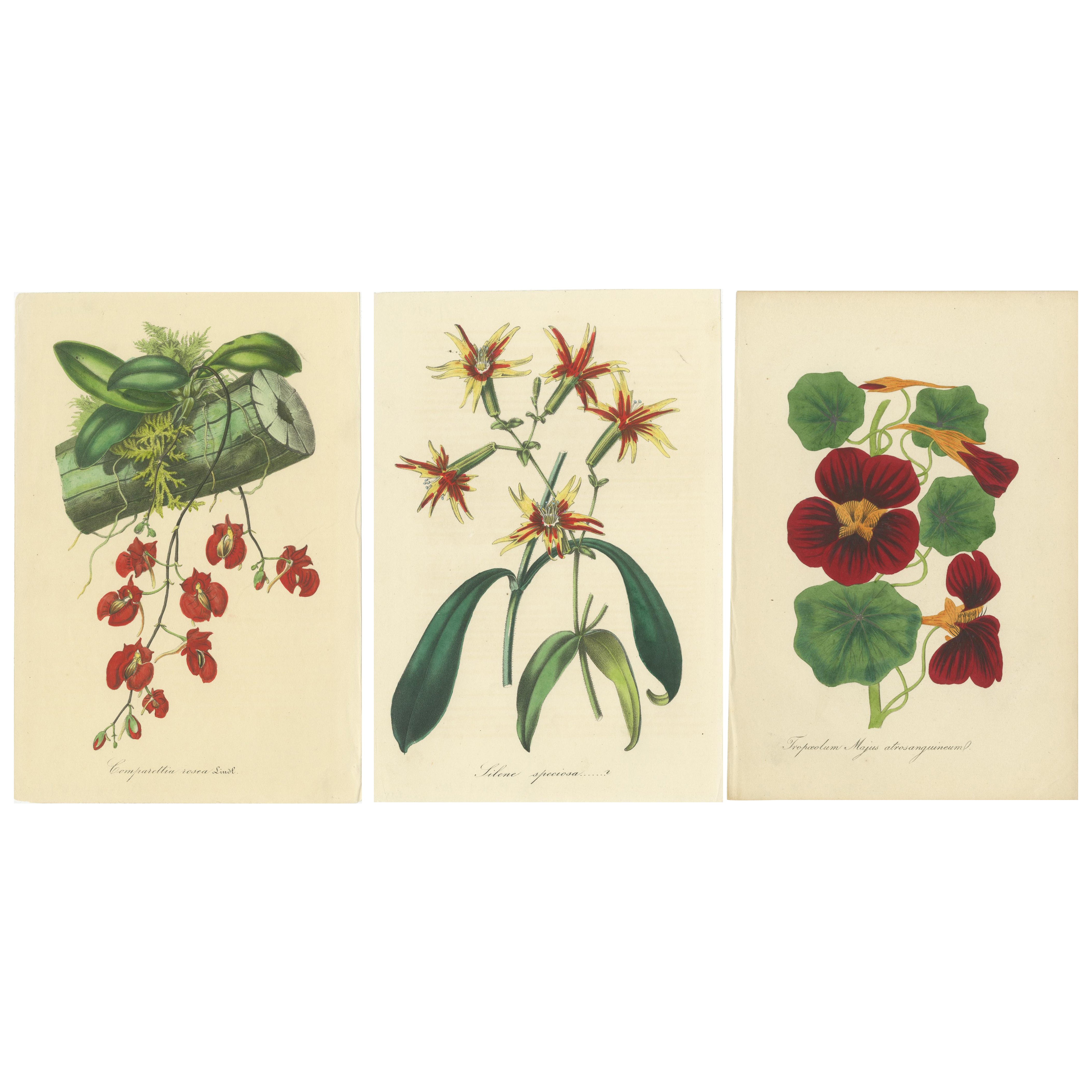 Vibrant Botanical Chromolithographs: A Showcase of Exotic Blooms, 1875