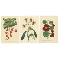 Leuchtende botanische Chromolithographien: Ein Schaufenster mit exotischen Blüten, 1875