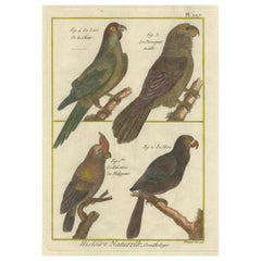 Perroquets exotiques du 18e siècle : gravure colorée à la main par Robert Benard