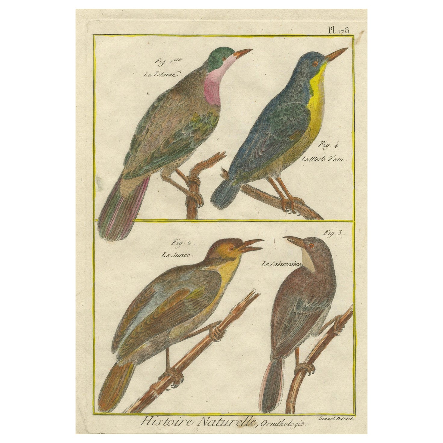 Grabado coloreado a mano de aves europeas y exóticas de la Histoire Naturelle, 1790