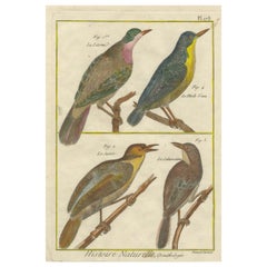 Grabado coloreado a mano de aves europeas y exóticas de la Histoire Naturelle, 1790