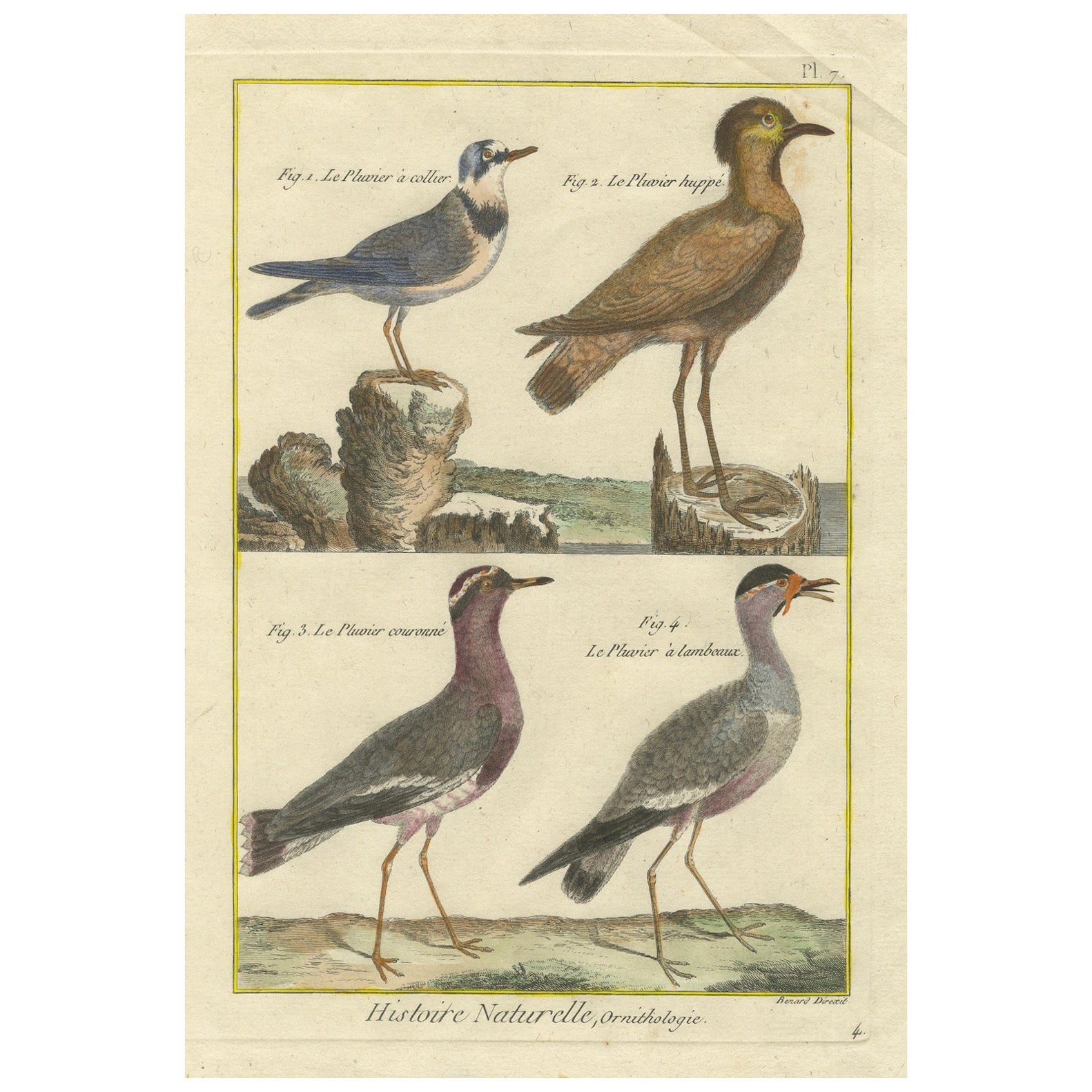 Hand-Colored Engraving of Plovers and Lapwings from Histoire Naturelle, 1790