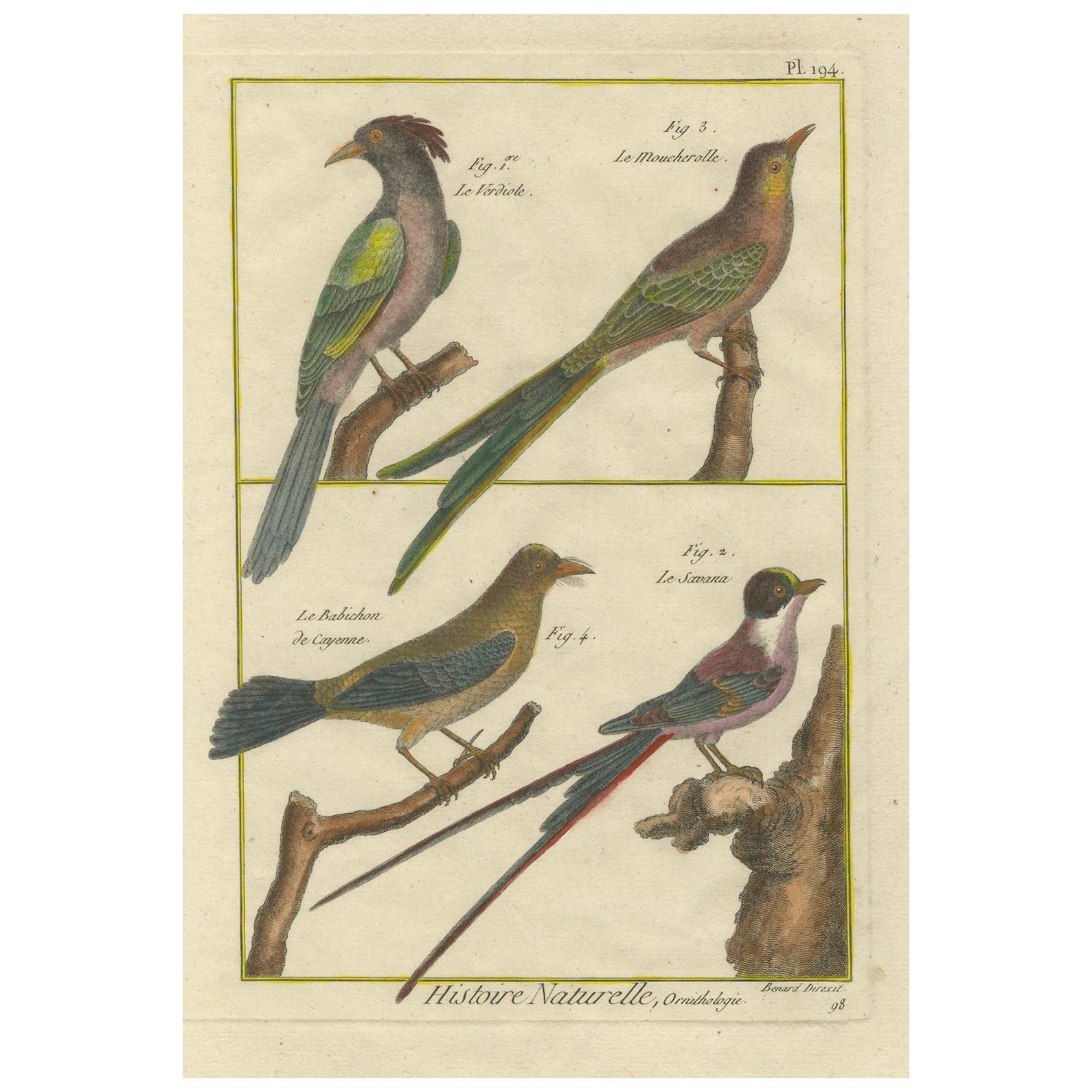Grabado coloreado a mano de aves tropicales exóticas de la Histoire Naturelle, 1790 en venta