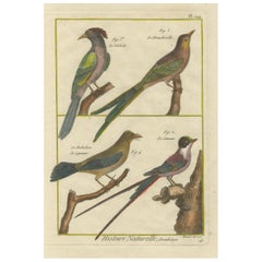 Antique Hand-Colored Engraving of Exotic Tropical Birds from Histoire Naturelle, 1790