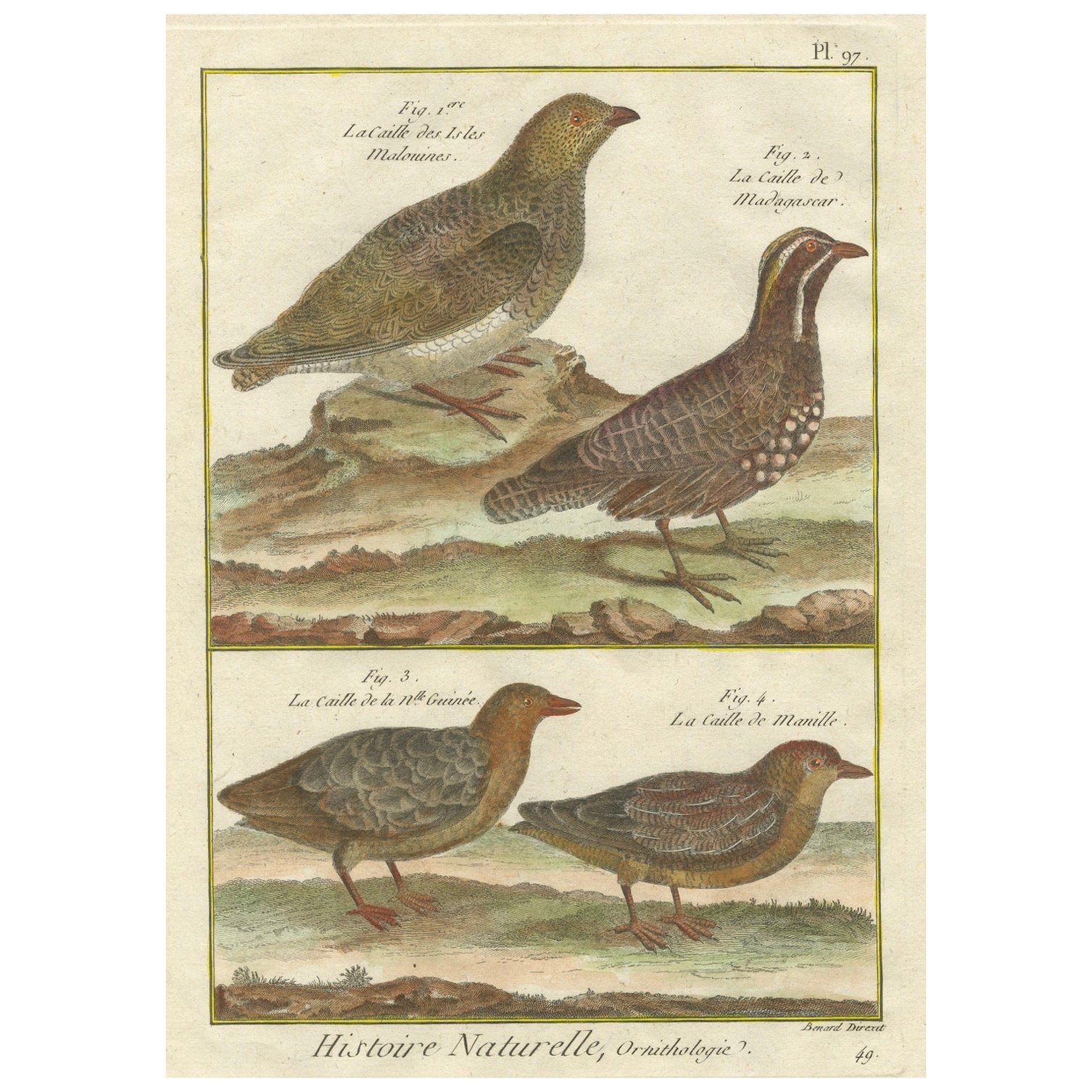 Grabado coloreado a mano de especies globales de codornices de Histoire Naturelle, 1790