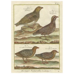 Hand-Colored Engraving of Global Quail Species from Histoire Naturelle, 1790