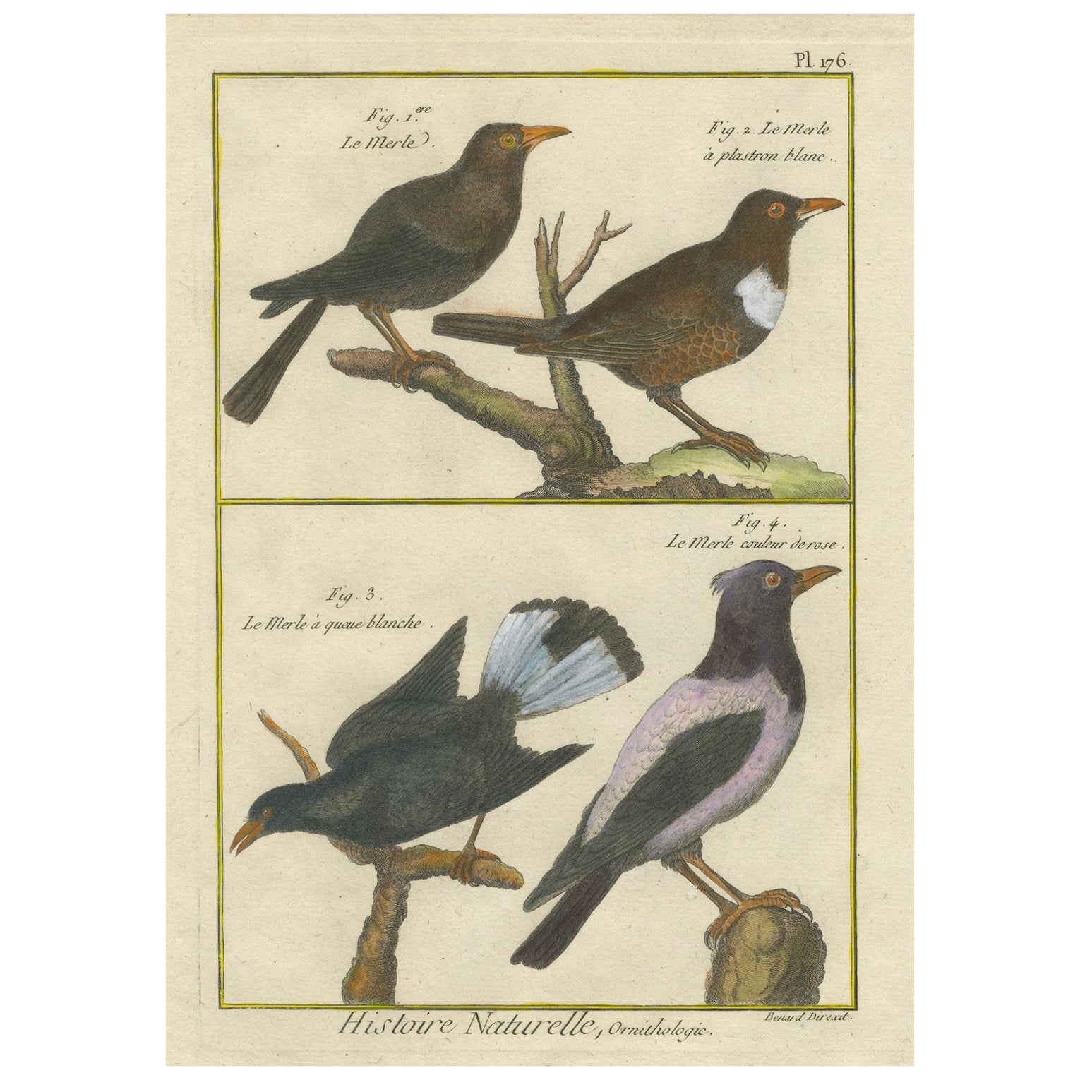 Incisione colorata a mano di specie di merlo da Histoire Naturelle, 1790