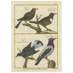 Incisione colorata a mano di specie di merlo da Histoire Naturelle, 1790