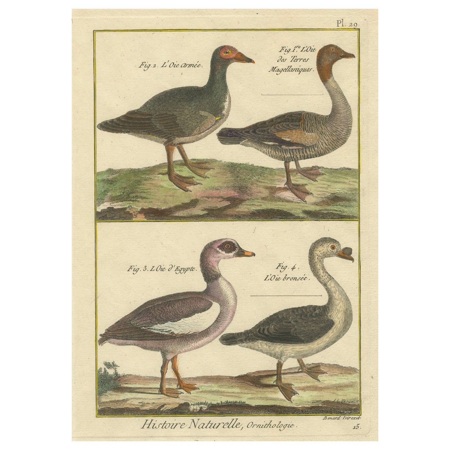 Incisione colorata a mano di specie di oche da Histoire Naturelle, 1790