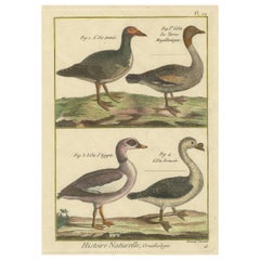 Incisione colorata a mano di specie di oche da Histoire Naturelle, 1790