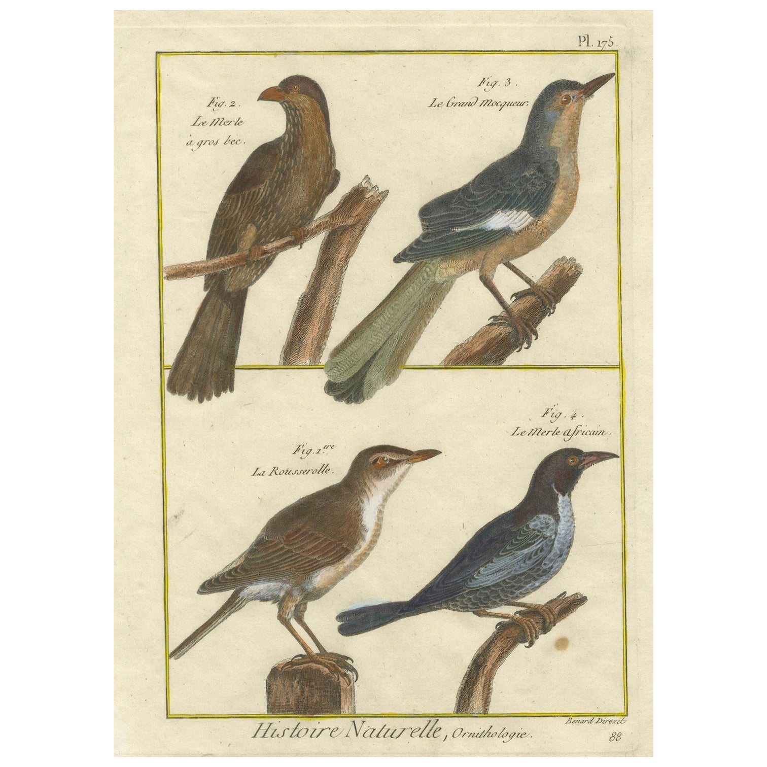 Grabado coloreado a mano de currucas y mirlos de la Histoire Naturelle, 1790
