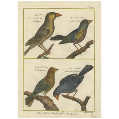 Hand-Colored Engraving of African and Malagasy Grosbeaks and Ortolans, 1790