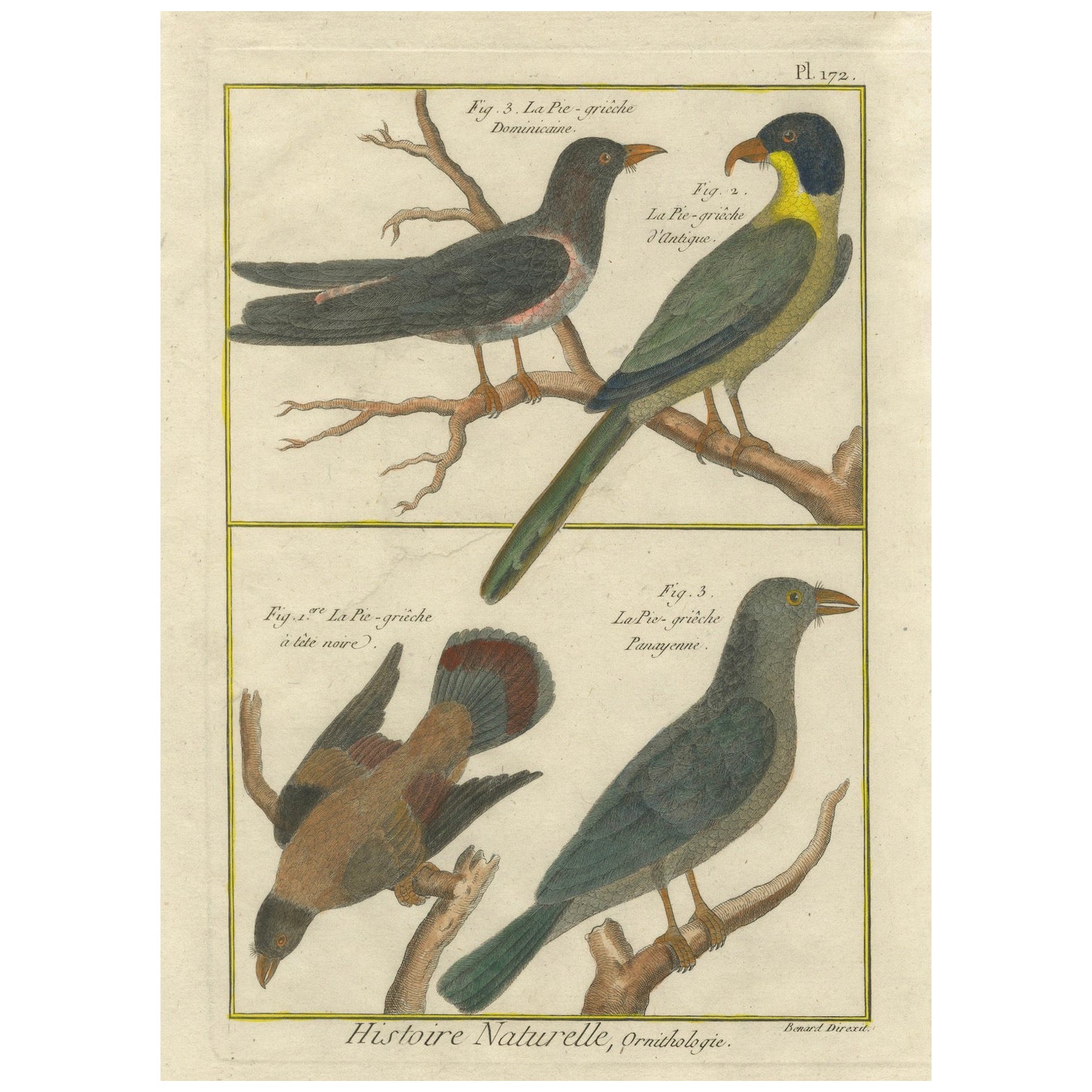 Hand-Colored Engraving of Shrike Species from the Caribbean and Southeast Asia For Sale