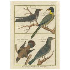 Hand-Colored Engraving of Shrike Species from the Caribbean and Southeast Asia