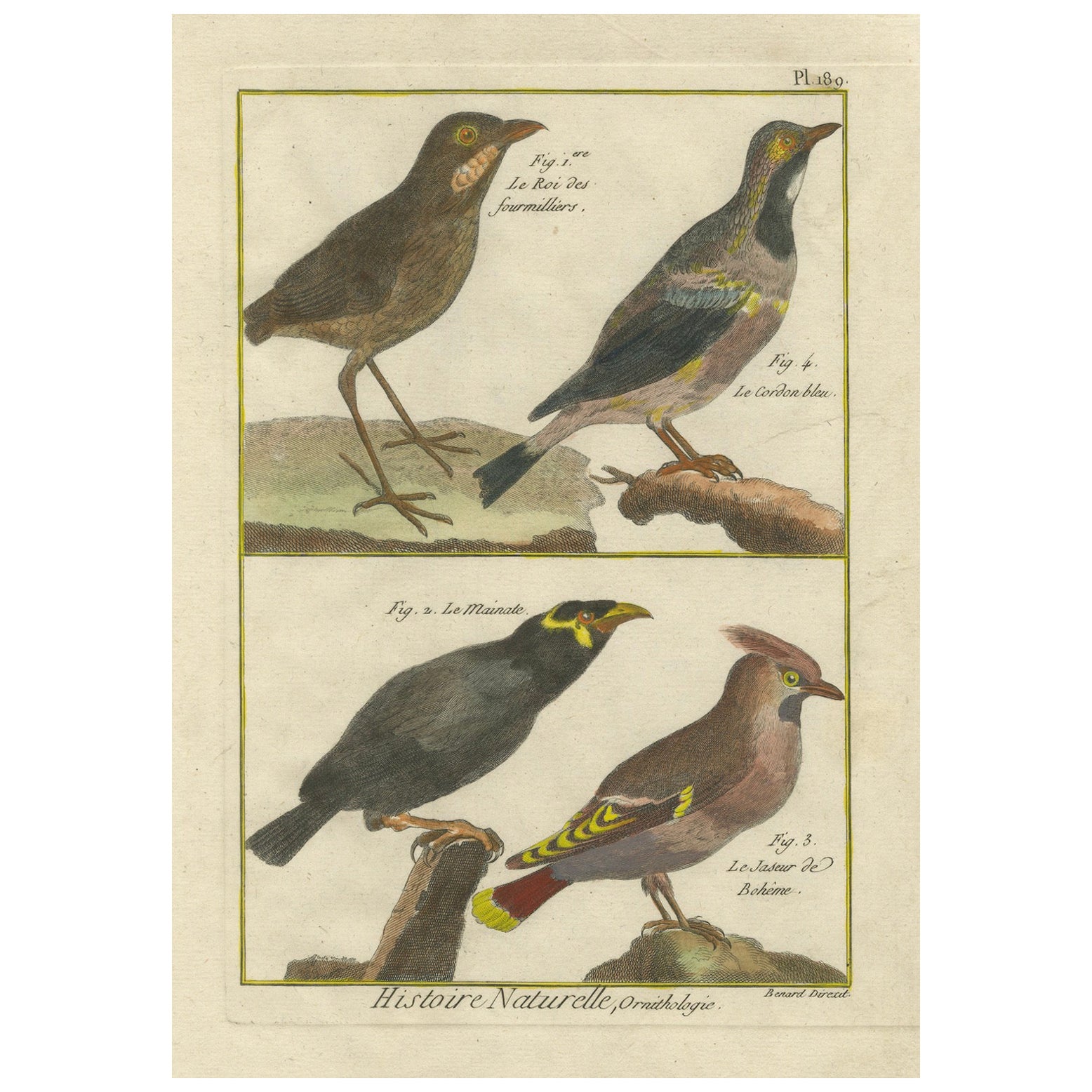 Grabado coloreado a mano de diversas especies de aves de la Histoire Naturelle, 1790