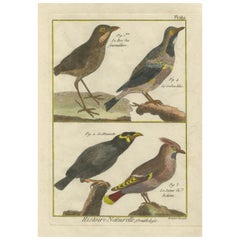 Grabado coloreado a mano de diversas especies de aves de la Histoire Naturelle, 1790