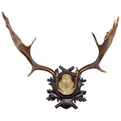 19th Century Fallow Deer Trophy on Original Black Forest Plaque