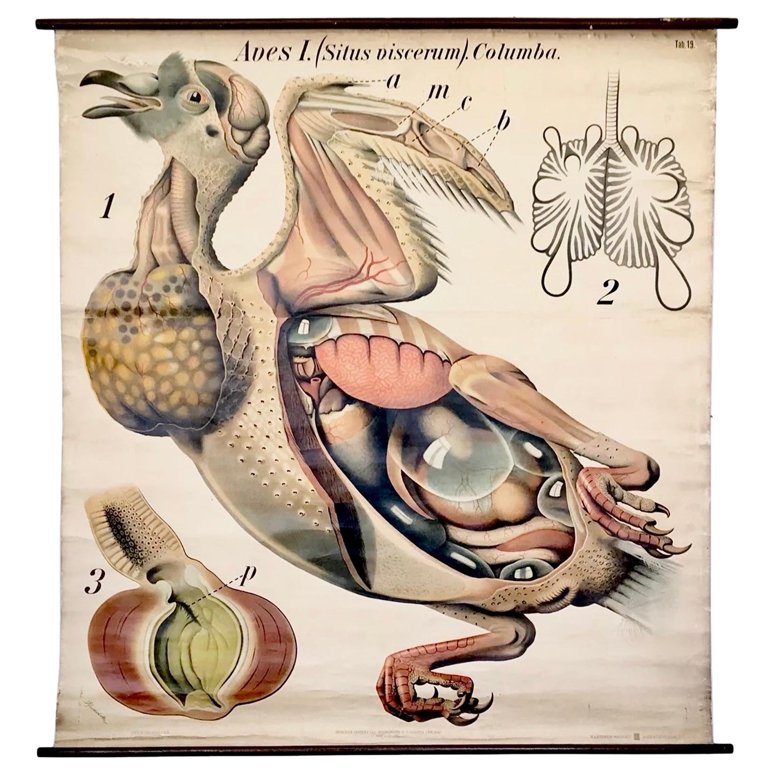 Paul Pfurtscheller - Grafico zoologico da parete del piccione, inizio XX secolo in vendita