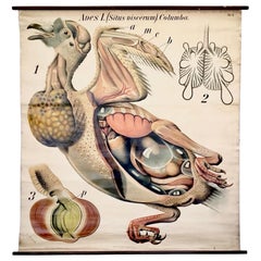Tableau mural de pigeon Paul Pfurtscheller, début du 20e siècle