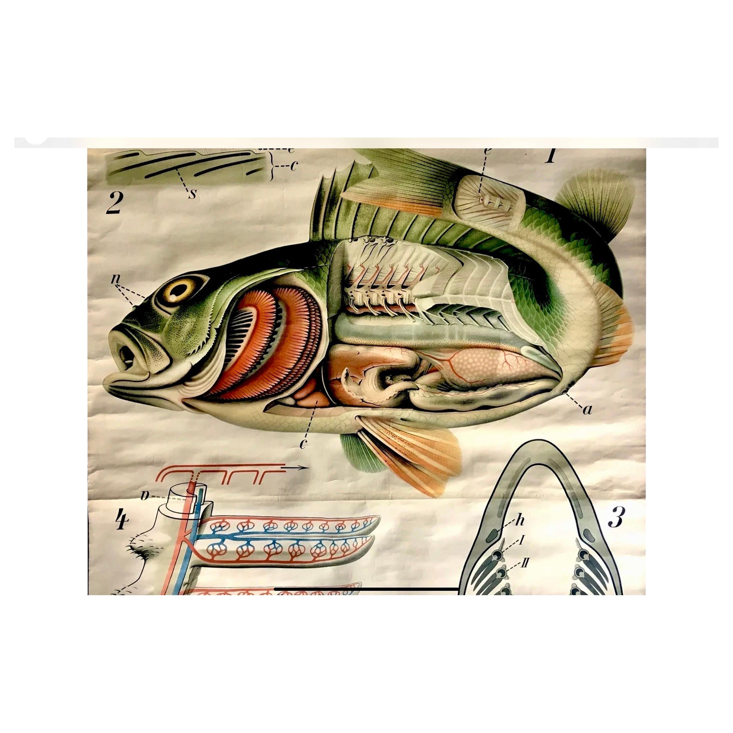 Paul Pfurtscheller - Grafico zoologico da parete del pesce persico, inizio XX secolo