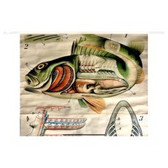 Tableau mural zoologique de bouleau de Paul Pfurtscheller, début du 20e siècle