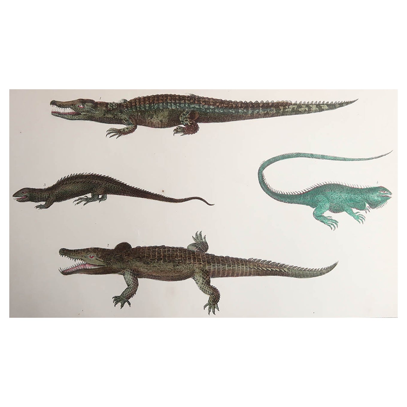 Original Antique Print of Crocodiles, 1847 'Unframed'