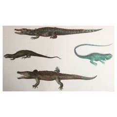 Original Antique Print of Crocodiles, 1847 'Unframed'