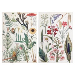 Pair of Original Vintage Botanical Prints, circa 1900